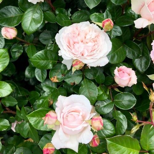 Bladoróżowy - Róże pienne - z kwiatami róży angielskiej - korona krzaczasta
